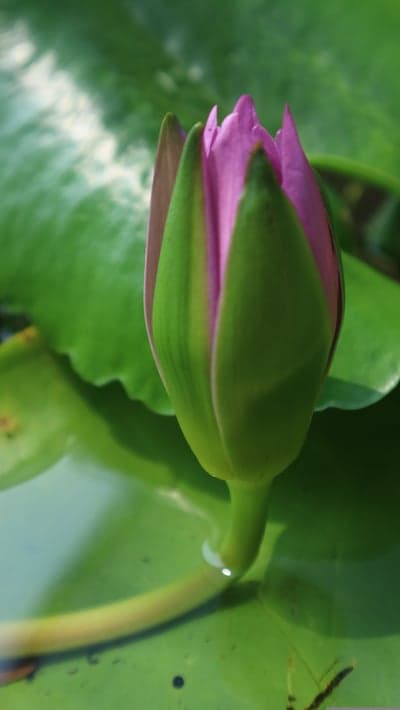 Pink Water Lily Flower Bud Macro Phone Wallpaper Background