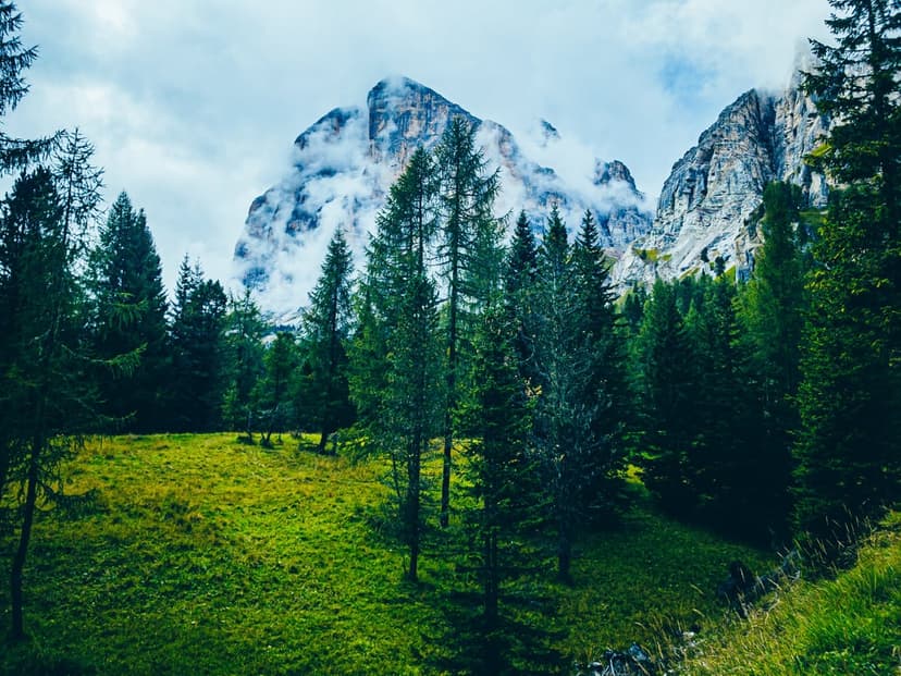 Jagged mountain peaks wrapped in thick white mist overlook a vibrant green pine forest and sunlit alpine meadow.