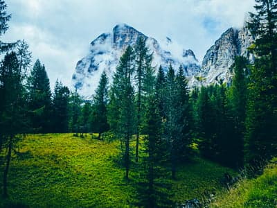 Misty Mountain Summit and Pine Valley Portrait Wallpaper