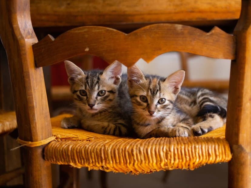 Tabby kittens with striped fur huddle on a woven wicker chair seat illuminated by soft, natural sunlight.