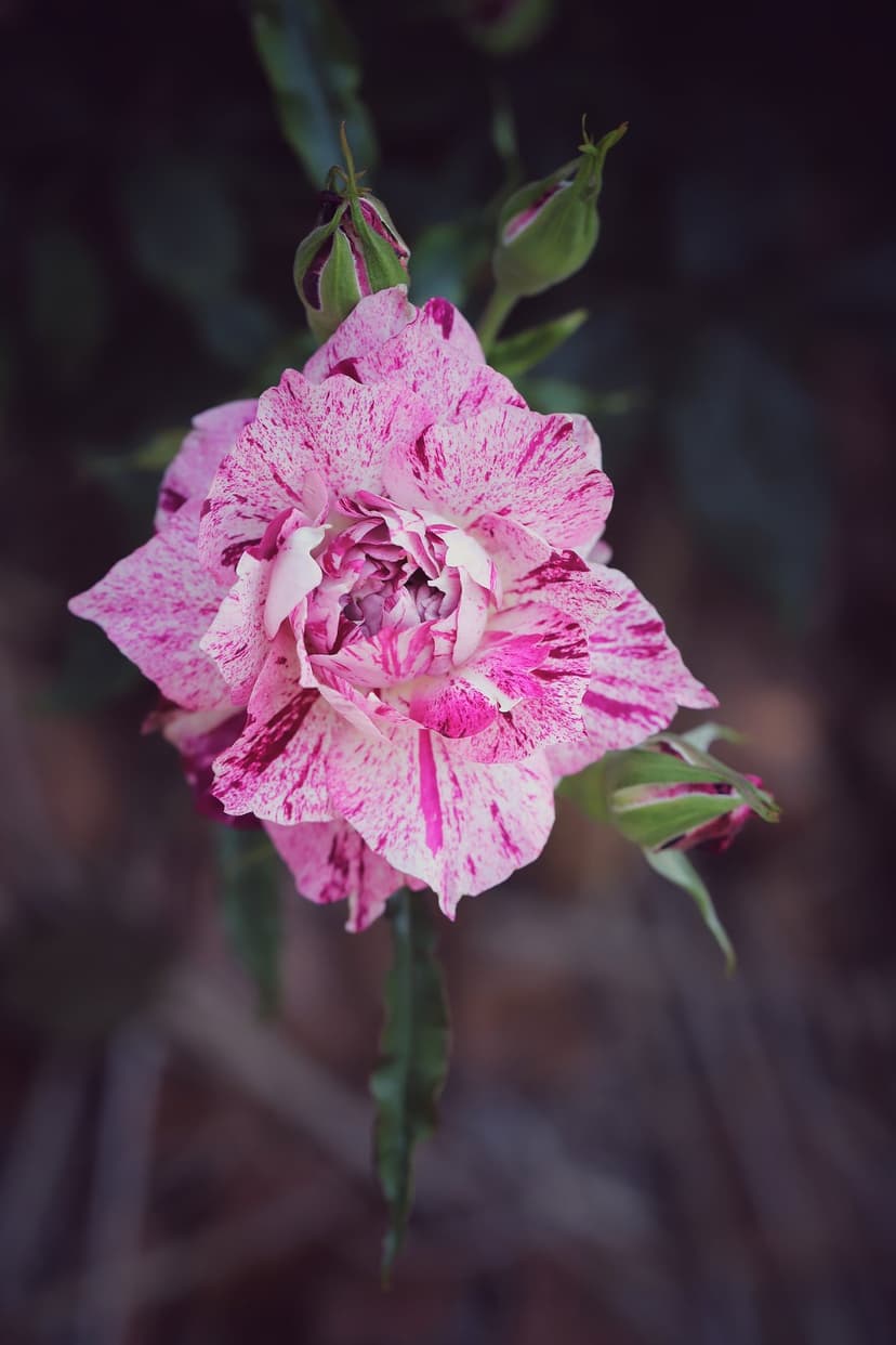Striped pink and white rose with emerging buds and green leaves positioned against a dark blurred backdrop.