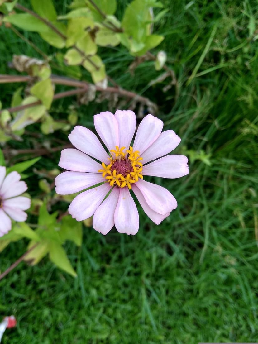 Pink zinnia flower with a yellow center and soft petals against a blurred green grass background in a garden.