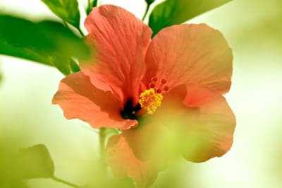 Vibrant Orange Hibiscus Flower Macro Mobile Wallpaper