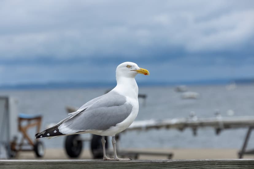 Seagull with white and grey feathers sits on a wooden pier railing against a cloudy blue sky and distant water.
