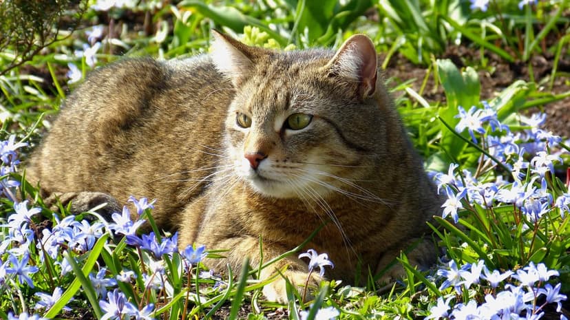 Tabby cat with green eyes lying in a bed of small blue spring flowers with dappled sunlight on its fur.