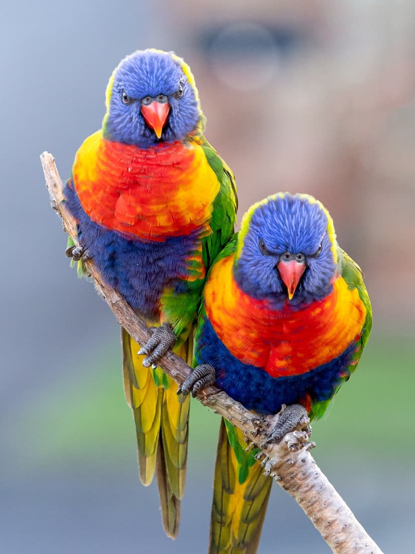 Rainbow Lorikeet pair with blue heads and orange chests perch on a tree branch against a soft blurred background.