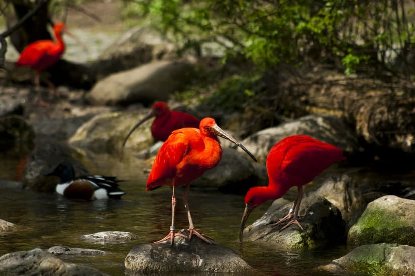 Scarlet ibises with curved beaks forage on mossy rocks in a shallow stream with a duck in the background.