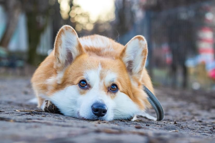 Pembroke Welsh Corgi with a pensive expression lies on the ground in a soft-focus outdoor park setting.