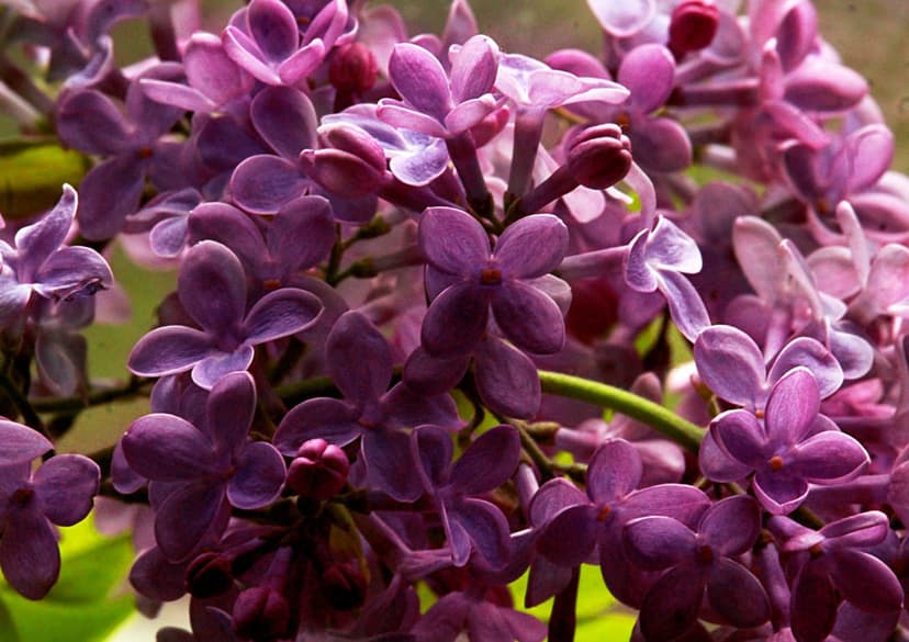 Purple lilac blossoms in a tight cluster show detailed petals and small yellow centers against soft bokeh.