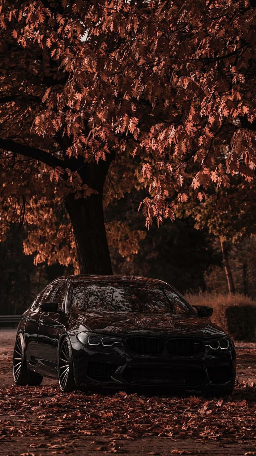 Black BMW M5 sedan parked on a leaf-covered road under a canopy of reddish-brown autumn trees in a forest.