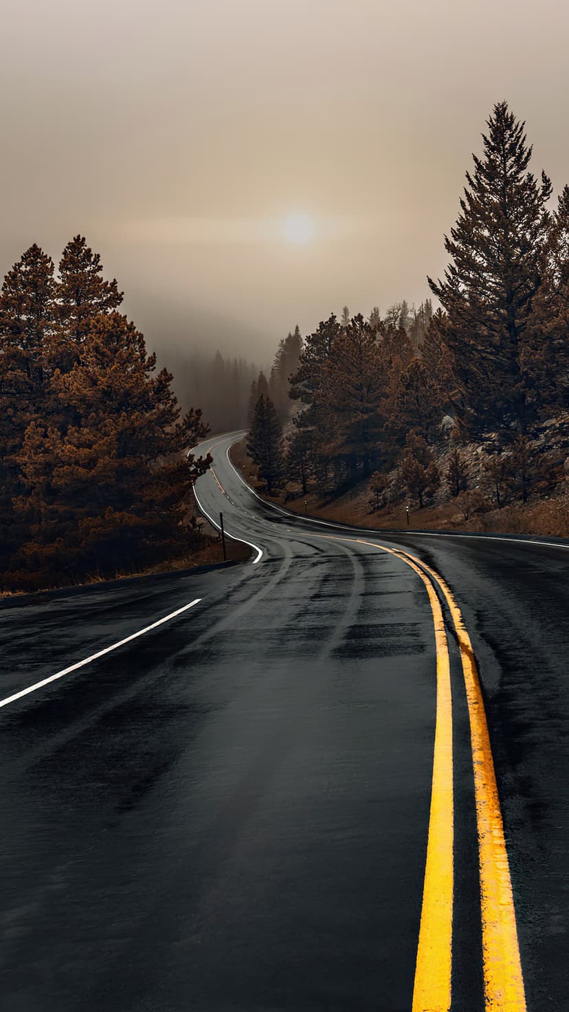 Damp asphalt road with double yellow lines curving into a dense, foggy forest of evergreen pine trees.