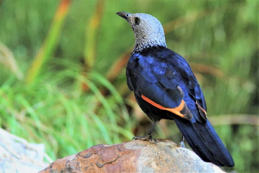 Blue songbird with orange wing markings perched on a grey stone against a blurred green forest background.
