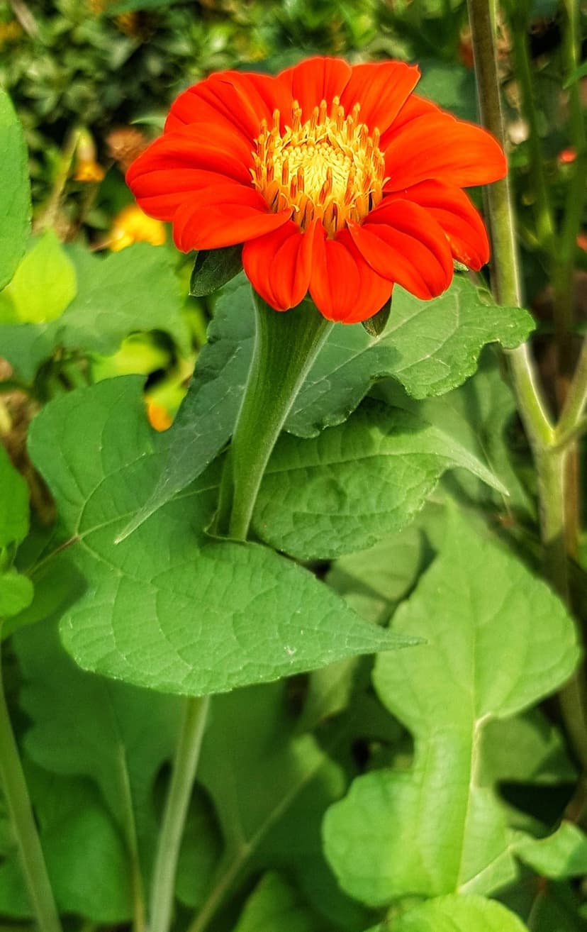 Orange dahlia flower with symmetrical petals and a yellow center against a blurred green leaf background.