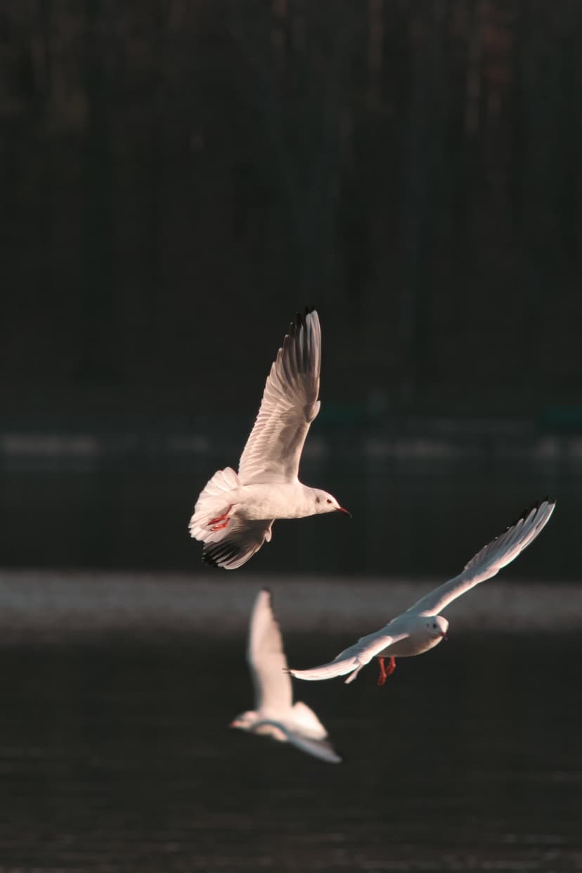 Three white seagulls with outstretched wings soar over dark rippling water during a warm golden hour sunset.
