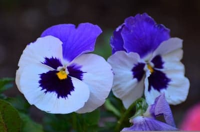 Close-up of two vibrant pansy flowers in white and purple
