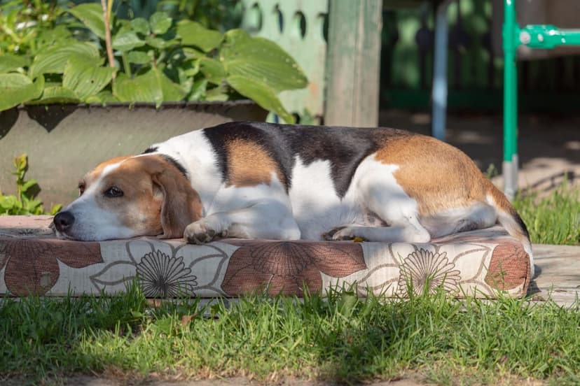 Tricolor Beagle dog resting its head on its paws while lying on an outdoor cushion in a sunlit green garden.