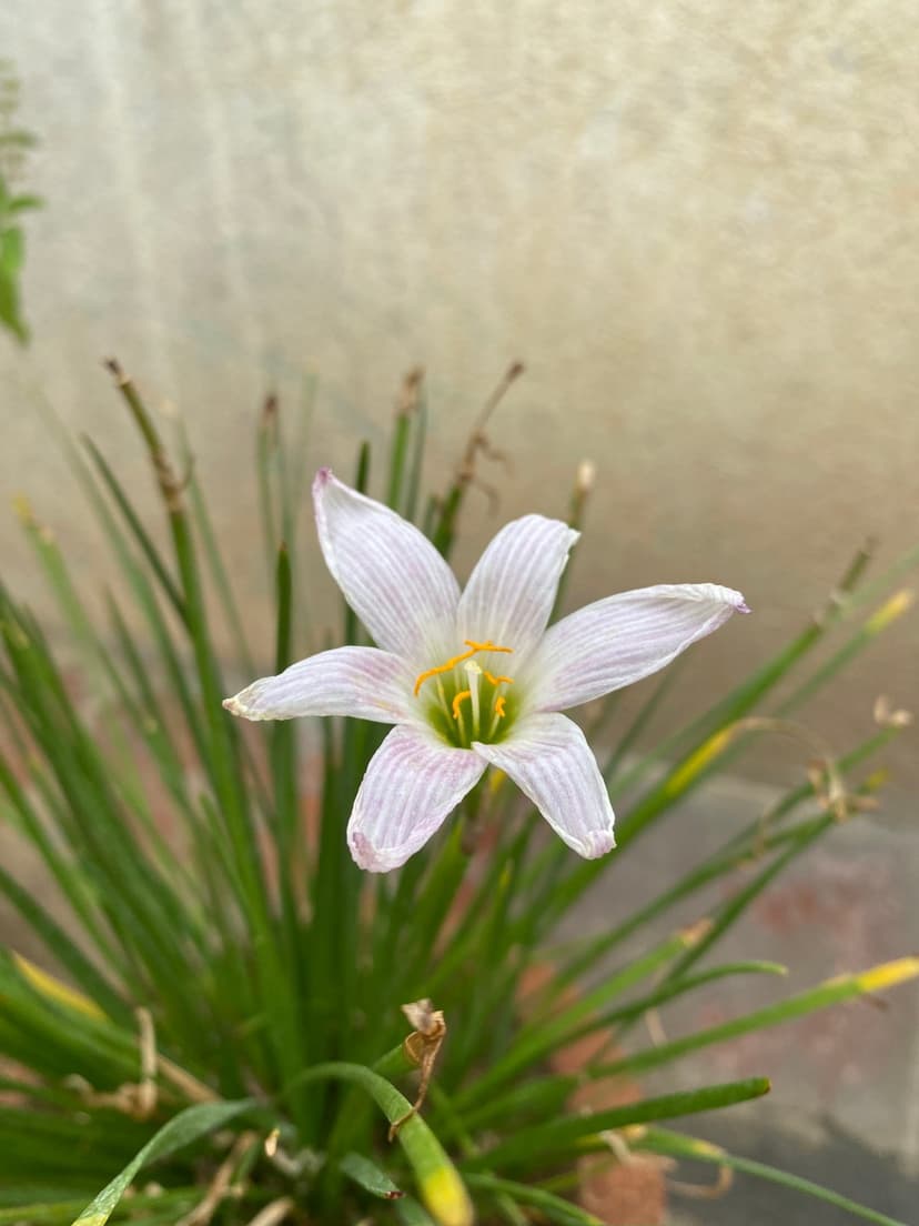 White rain lily with pink stripes and yellow stamen surrounded by thin green leaves in an outdoor garden setting.