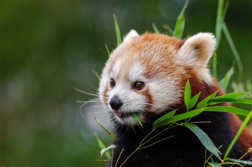 Red panda with russet fur eating green bamboo leaves surrounded by lush forest foliage in a vertical portrait.