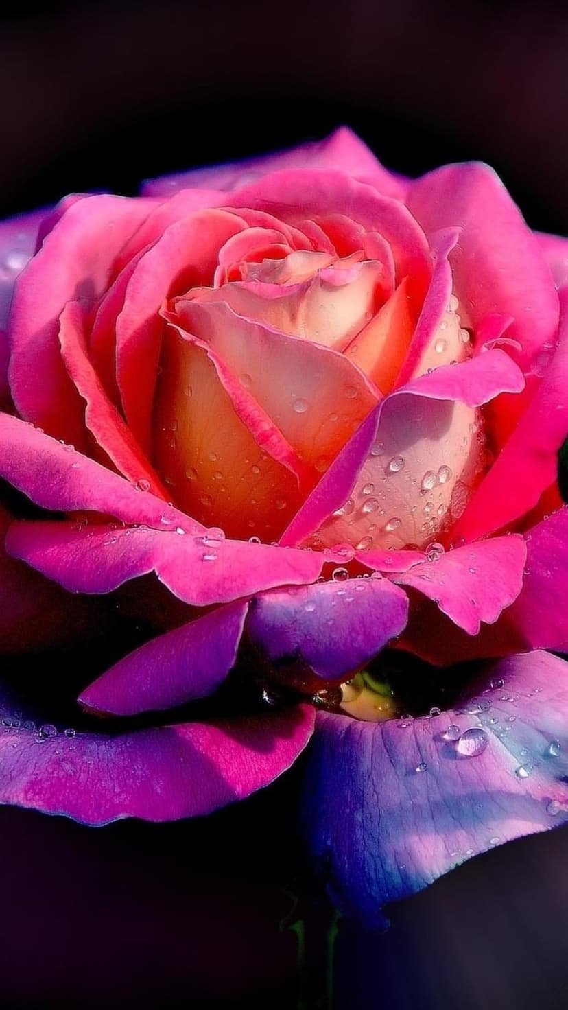 Rose with fuchsia edges and a cream center features sparkling dewdrops against a dark blurred background.