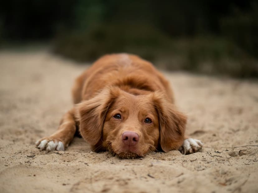 Nova Scotia Duck Tolling Retriever puppy with reddish fur lies on sand with a blurred green forest background.