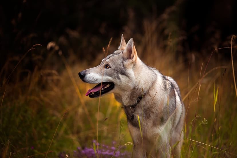 Grey wolfdog with its tongue out stands in tall dry grass, facing sideways with alert ears in a meadow setting.