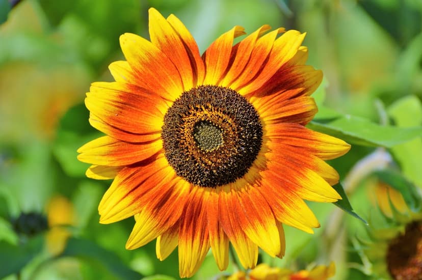 Orange and yellow sunflower with a dark textured center against a blurred green leaf background in sunlight.
