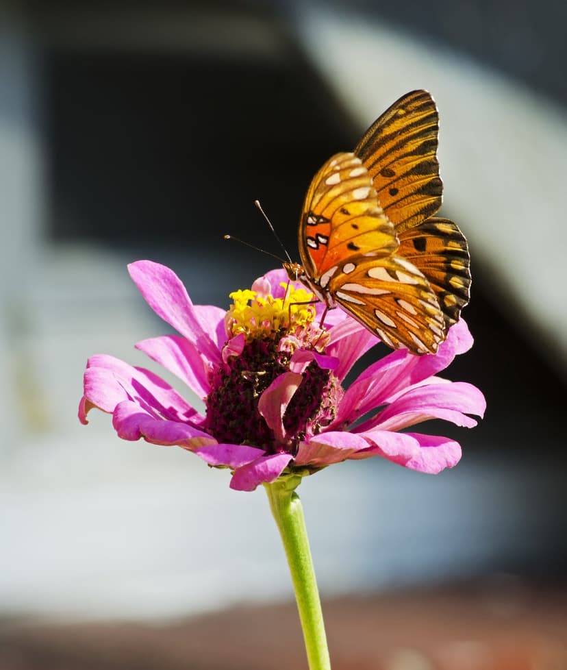 Orange and black butterfly with spread wings sits on a pink zinnia flower with a blurred green garden background.