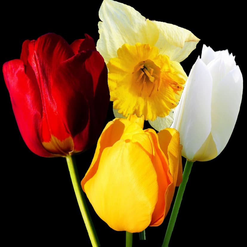 Red, yellow, and white tulips alongside a yellow daffodil stand out against a solid black background.