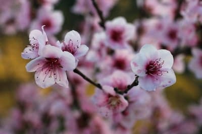 Soft Focus Cherry Blossom Macro Phone Background