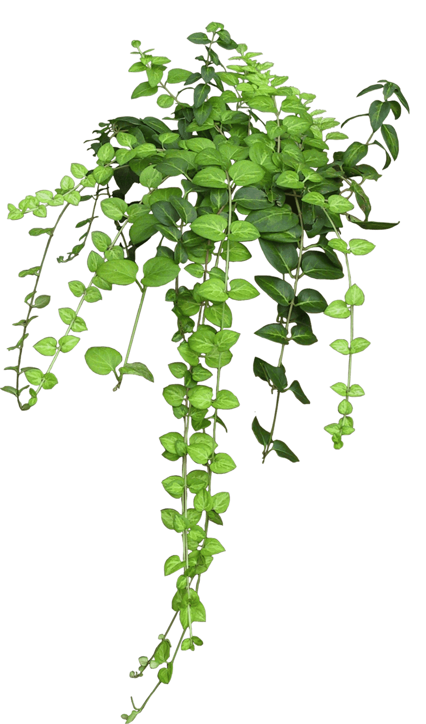 Rose vine and green leafed plants in a botanical illustration featuring detailed branches and matte foliage.
