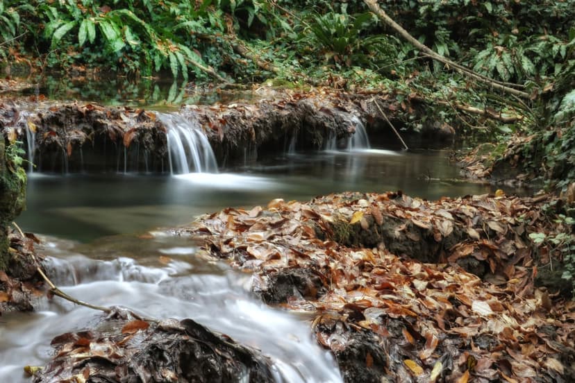 Cascading forest stream flows over rocks covered in orange autumn leaves with green ferns in the background.