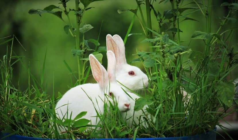 Two white rabbits with red eyes peer through tall green grass and leafy clover in a soft-lit garden setting.