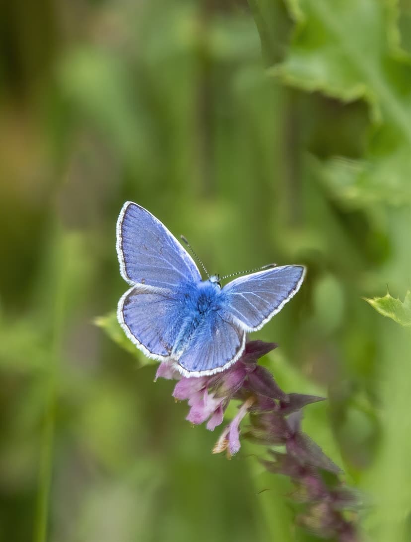 Blue butterfly with black-veined wings perched on purple wildflowers against a blurred green meadow background.
