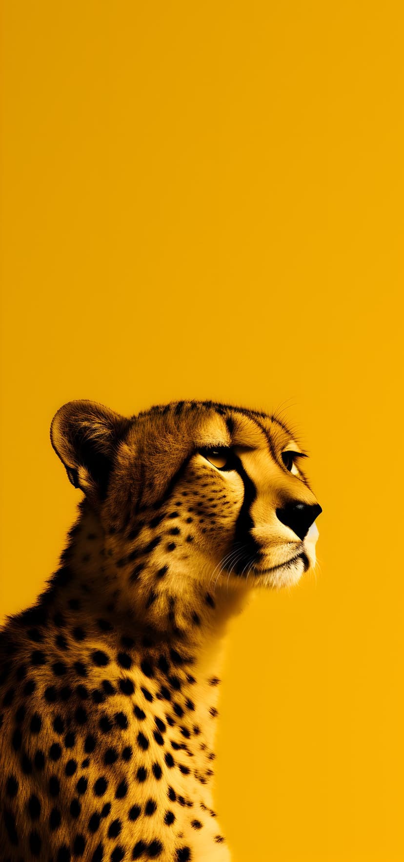 Cheetah face with black tear marks and amber eyes centers a solid golden yellow background in sharp focus.