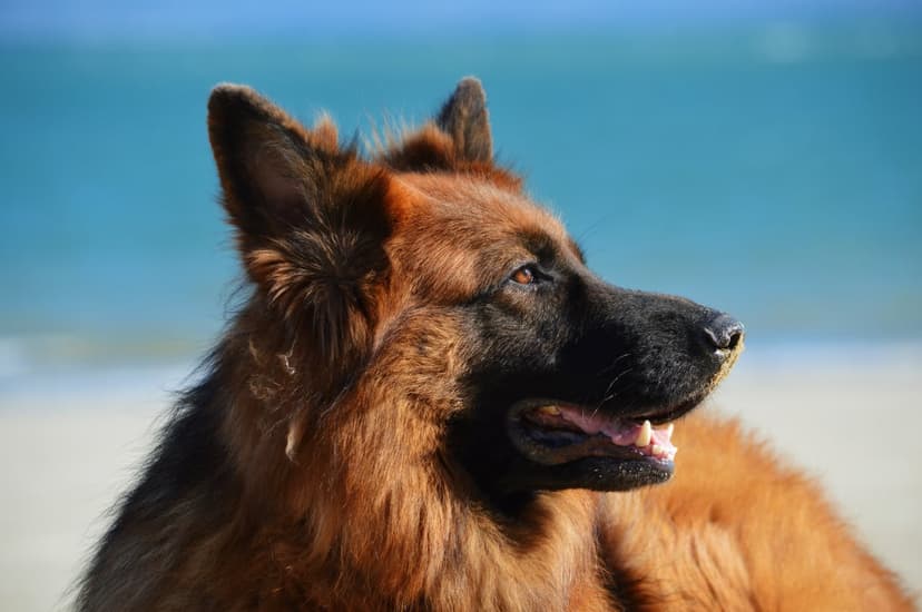 Long-haired German Shepherd sitting on a sandy beach with blue ocean waves and bright sunlight in the background.