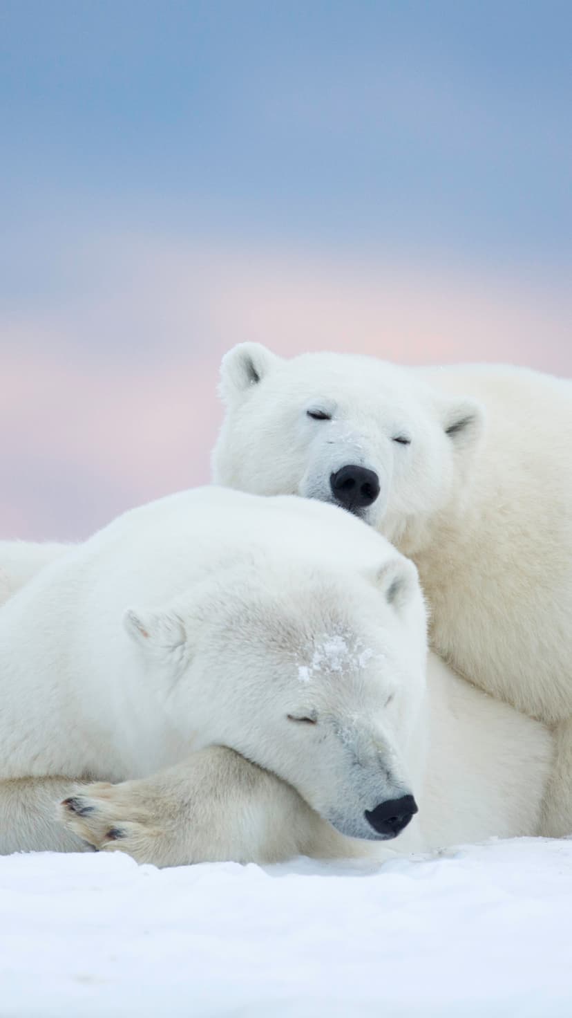 Two polar bears sleep in a tender huddle on a snowy tundra beneath a soft pastel dawn sky during the winter.