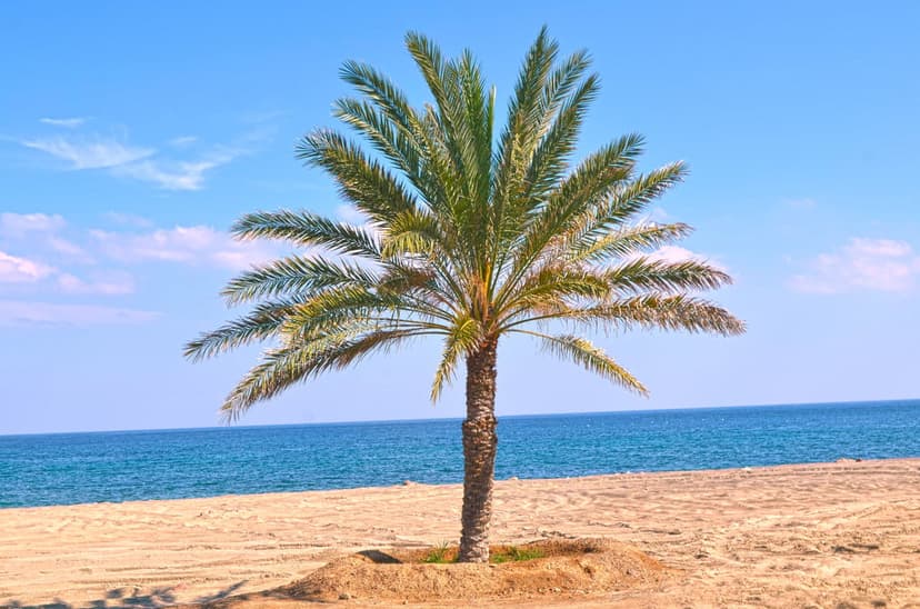 Slender palm tree standing on golden sand beside a calm blue ocean under a bright, clear summer sky.