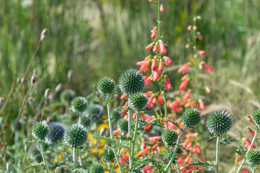 Green spherical globe thistles and orange tubular penstemon flowers against a soft blurred meadow background.