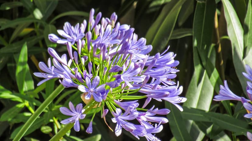 Purple Agapanthus petals form a spherical cluster against a soft green background in this macro nature shot.