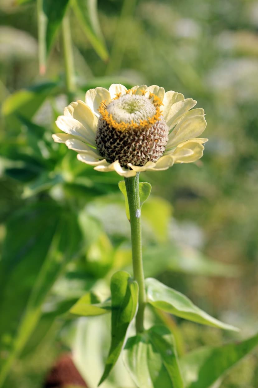 Pale yellow zinnia flower with a brown textured center and yellow stamens against blurred green leaves.