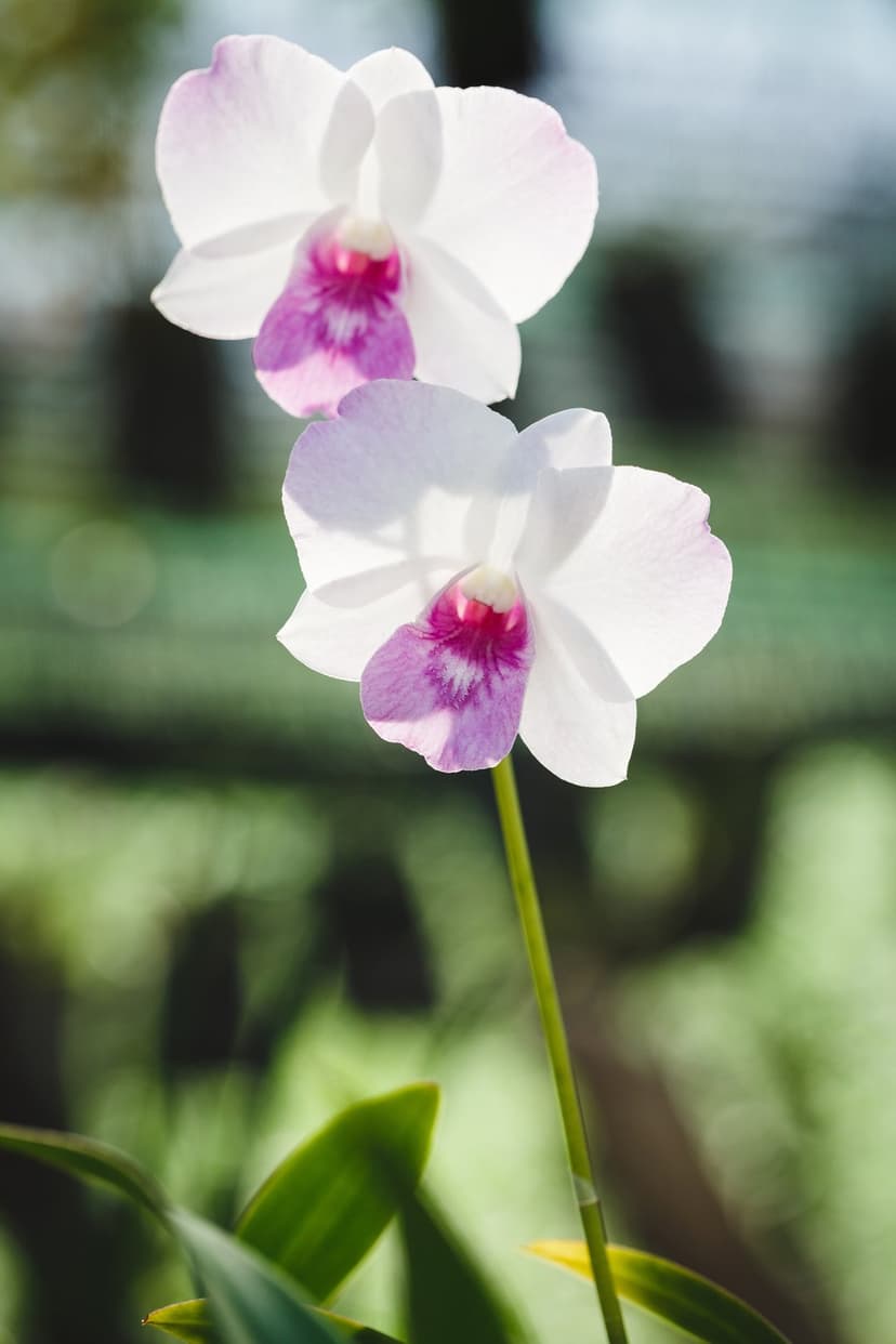 Two white orchids with magenta centers and delicate petals are shown against a blurred green foliage backdrop.