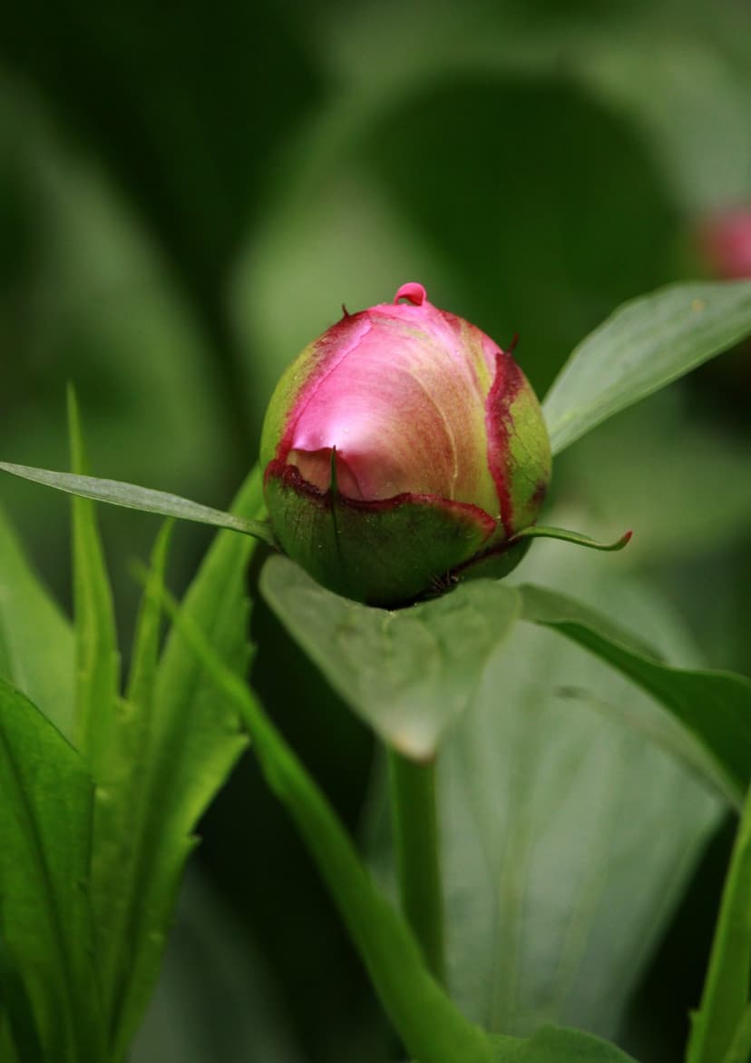 Pink peony bud tightly closed with green sepals and blurred garden leaves in a vertical macro nature photograph.