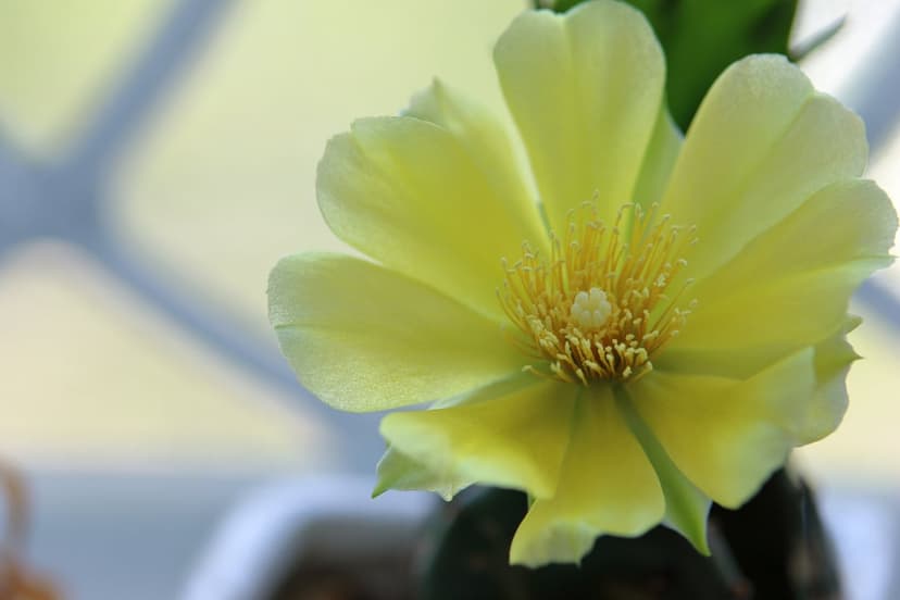 Yellow cactus flower with layered petals and central stamen opens wide against a blurred green background.