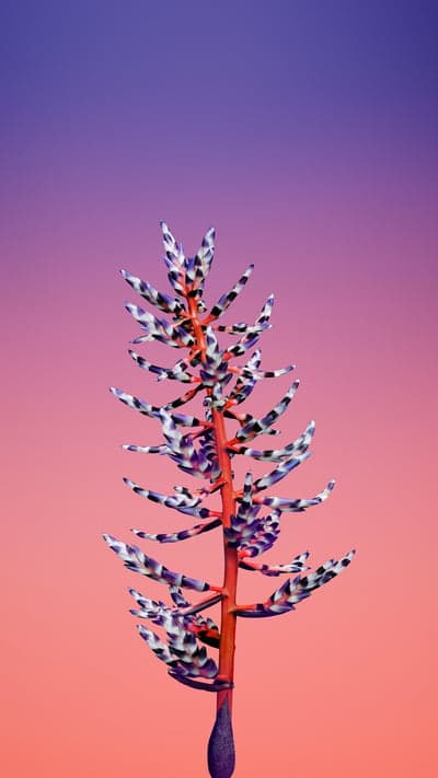 Cosmic Flora - Striped Plant Against Gradient Skies