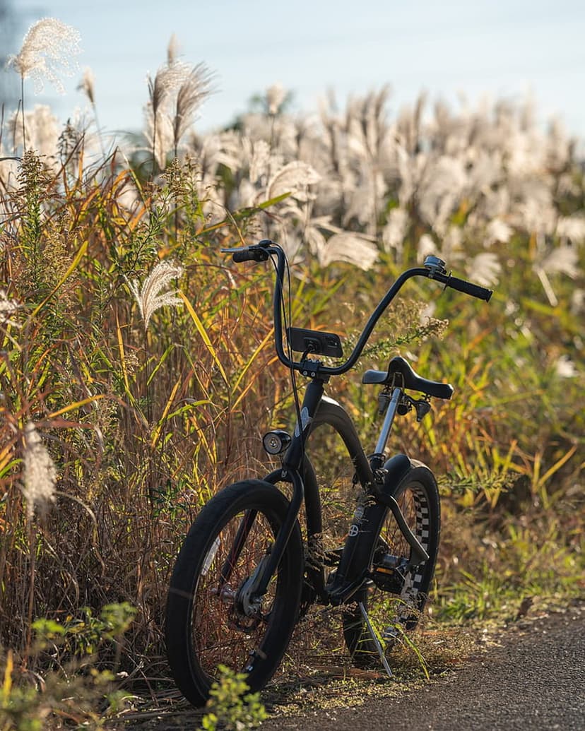 Black cruiser bicycle stands beside tall feathery reeds during a golden hour sunset in a rustic autumn field.