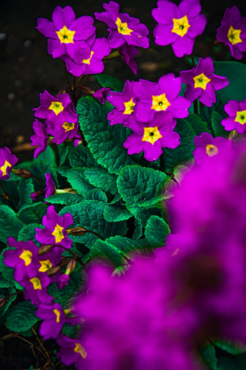 Purple primrose flowers with bright yellow centers and soft green leaves in a macro top-down botanical composition.