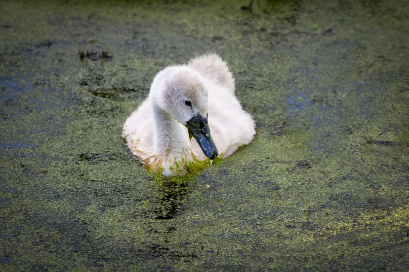 Baby swan cygnet with ruffled downy feathers swimming through green algae and duckweed on a still pond surface.