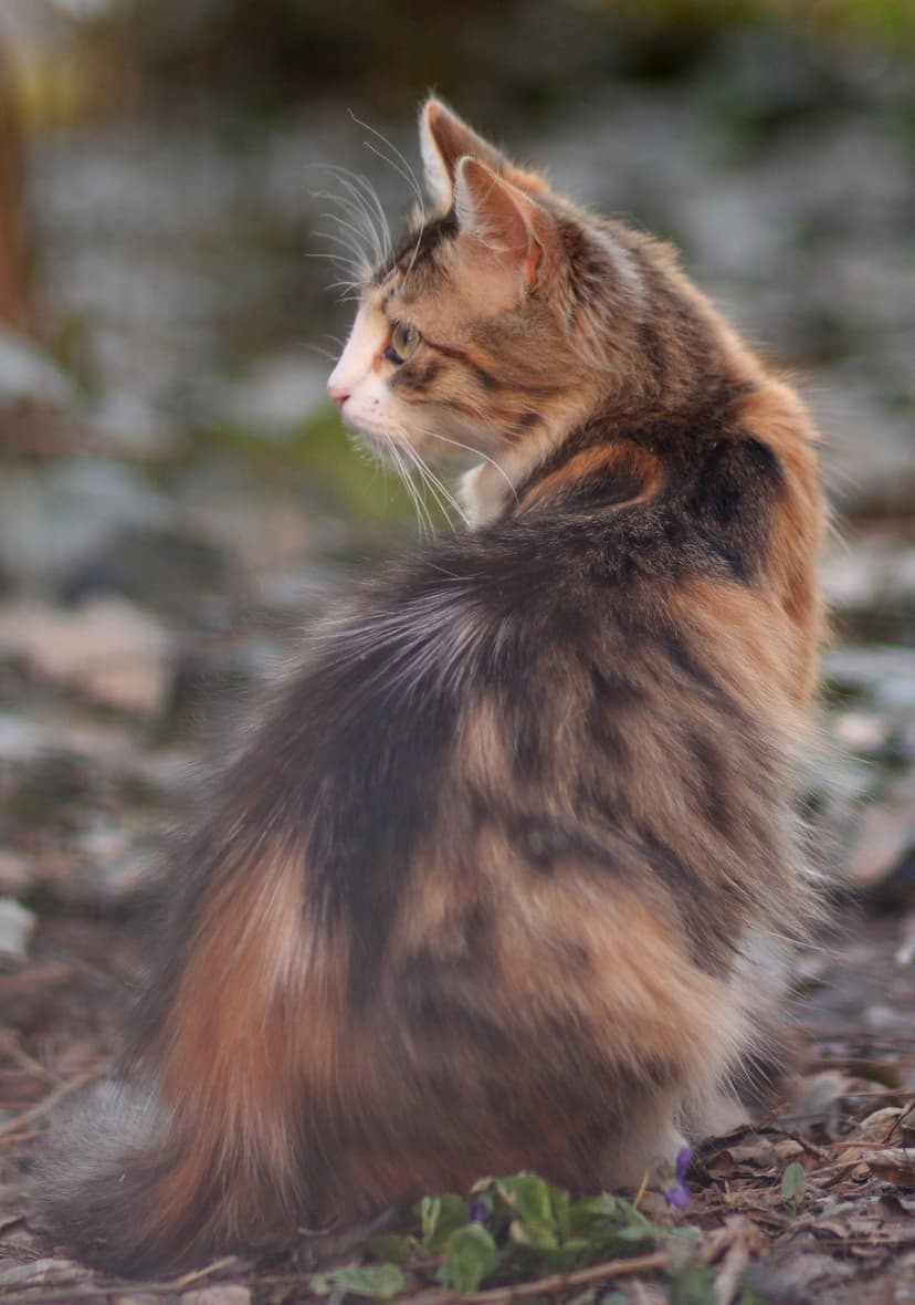 Fluffy calico cat with ginger and black patches sits on a leafy ground looking sideways in a natural setting.