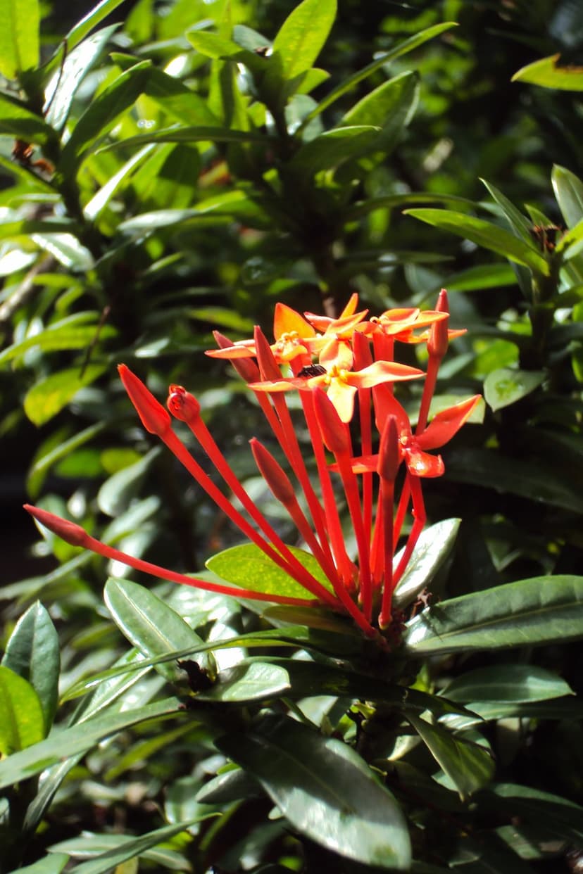 Crimson Ixora flowers with a tiny black insect on a petal surrounded by glossy green leaves in soft light.
