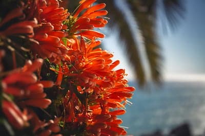 Orange Flowers Bloom by the Ocean with Palm Tree